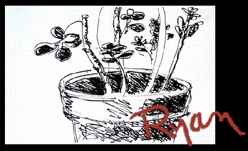 Pot Plant I by Ryan Bozis Ink ~ 10 x 15 Pot Plant I by Ryan Bozis Ink ~ 10 x 15