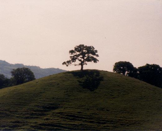 a tree on mt. diablo