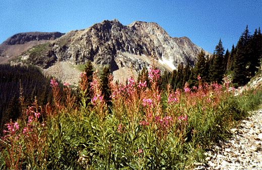 mnt flowers