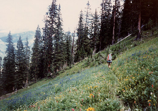 trail520x367.jpg