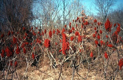 berries