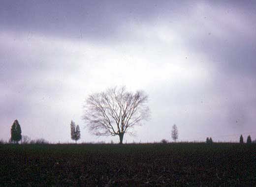 tree520x381.jpg