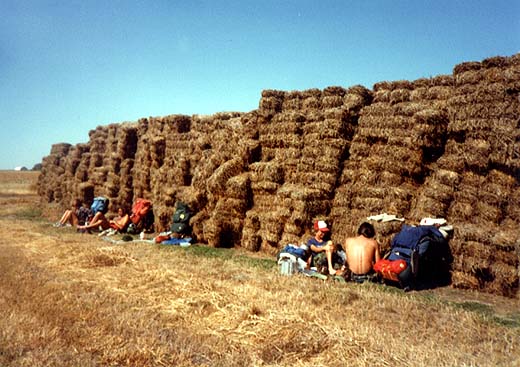 windbreak