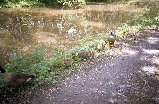 canal2_520x341.jpg