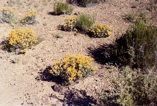 desert flowers