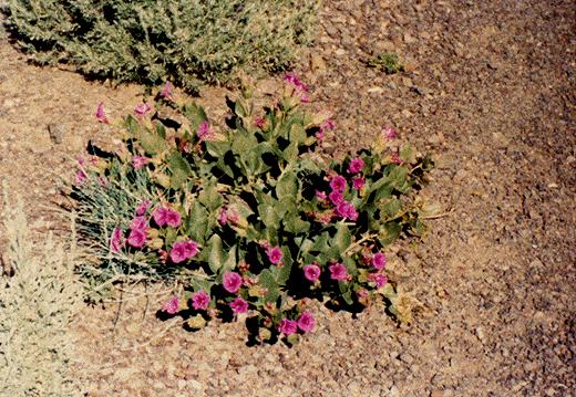 more desert flowers