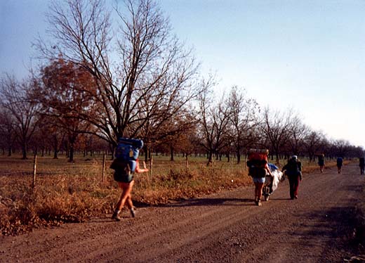 pecan trees