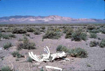 original--0030 The Trail to Tonopah Nevada