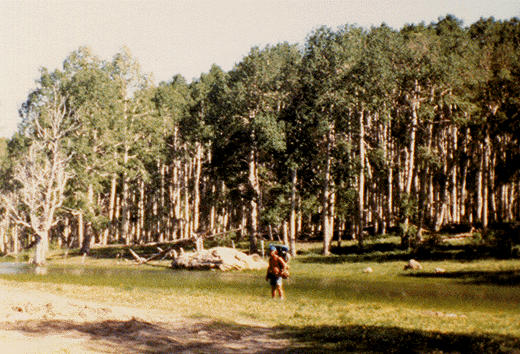 aspens